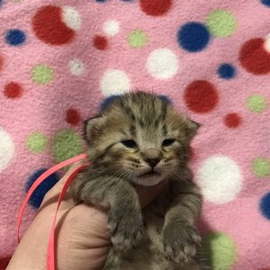 Kissme (Кисми), кошки и котята Pixiebob (пиксибоб)