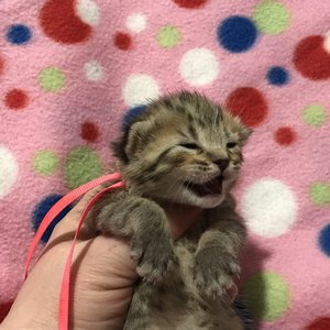 Kissme (Кисми), кошки и котята Pixiebob (пиксибоб)