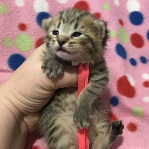 Kissme (Кисми), кошки и котята Pixiebob (пиксибоб)