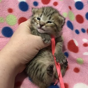 Kissme (Кисми), кошки и котята Pixiebob (пиксибоб)