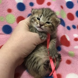 Kissme (Кисми), кошки и котята Pixiebob (пиксибоб)