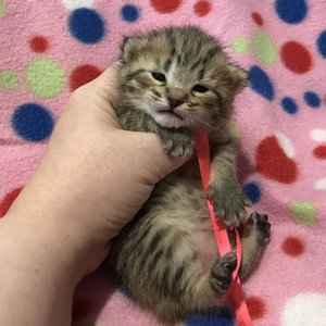Kissme (Кисми), кошки и котята Pixiebob (пиксибоб)