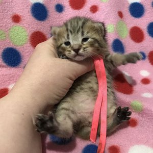 Kissme (Кисми), кошки и котята Pixiebob (пиксибоб)