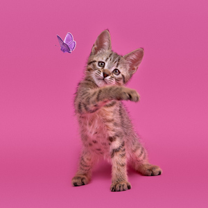 Kissme (Кисми), кошки и котята Pixiebob (пиксибоб)