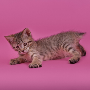 Kissme (Кисми), кошки и котята Pixiebob (пиксибоб)