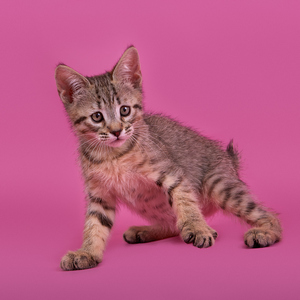 Kissme (Кисми), кошки и котята Pixiebob (пиксибоб)