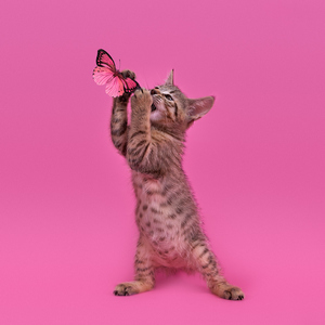 Kissme (Кисми), кошки и котята Pixiebob (пиксибоб)