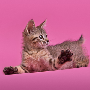 Kissme (Кисми), кошки и котята Pixiebob (пиксибоб)