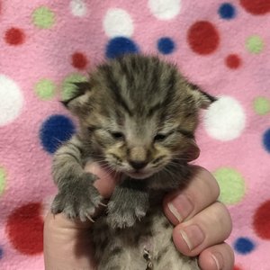 Kitty (Кити), кошки и котята Pixiebob (пиксибоб)