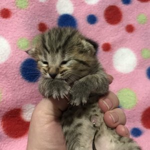 Kitty (Кити), кошки и котята Pixiebob (пиксибоб)