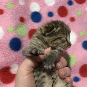 Kitty (Кити), кошки и котята Pixiebob (пиксибоб)