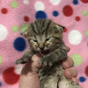Kitty (Кити), кошки и котята Pixiebob (пиксибоб)