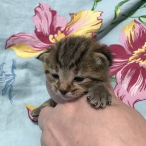 Kitty (Кити), кошки и котята Pixiebob (пиксибоб)
