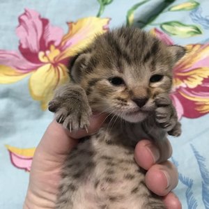 Kitty (Кити), кошки и котята Pixiebob (пиксибоб)