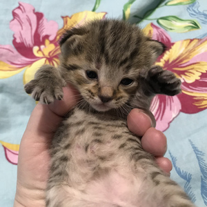 Kitty (Кити), кошки и котята Pixiebob (пиксибоб)