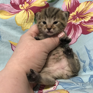 Kitty (Кити), кошки и котята Pixiebob (пиксибоб)