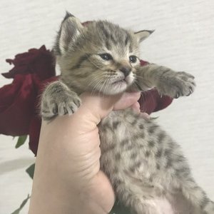 Kitty (Кити), кошки и котята Pixiebob (пиксибоб)