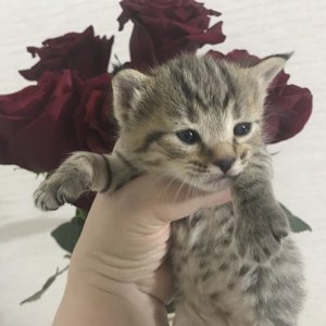 Kitty (Кити), кошки и котята Pixiebob (пиксибоб)