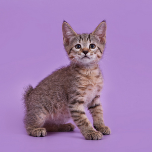 Kitty (Кити), кошки и котята Pixiebob (пиксибоб)