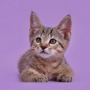 Kitty (Кити), кошки и котята Pixiebob (пиксибоб)