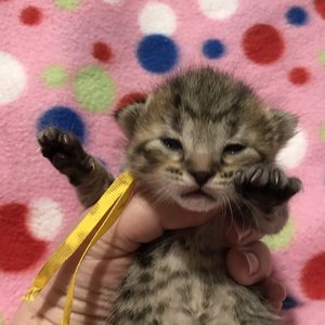 Key (Кэй), кошки и котята Pixiebob (пиксибоб)