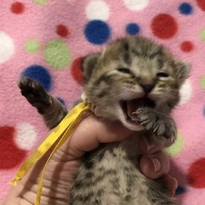 Key (Кэй), кошки и котята Pixiebob (пиксибоб)