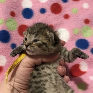 Key (Кэй), кошки и котята Pixiebob (пиксибоб)