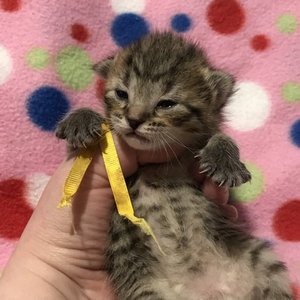 Key (Кэй), кошки и котята Pixiebob (пиксибоб)
