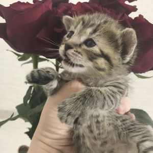 Key (Кэй), кошки и котята Pixiebob (пиксибоб)