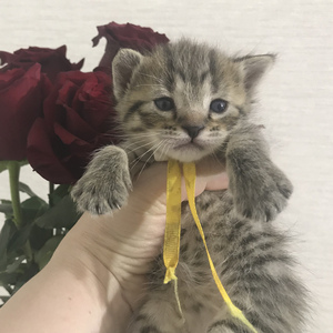 Key (Кэй), кошки и котята Pixiebob (пиксибоб)