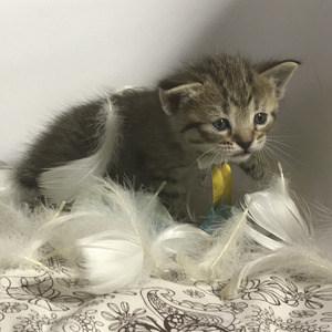 Key (Кэй), кошки и котята Pixiebob (пиксибоб)
