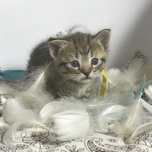 Key (Кэй), кошки и котята Pixiebob (пиксибоб)