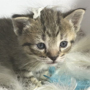 Key (Кэй), кошки и котята Pixiebob (пиксибоб)