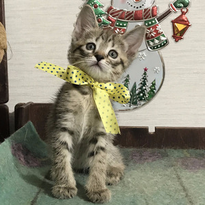 Key (Кэй), кошки и котята Pixiebob (пиксибоб)