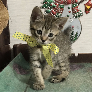 Key (Кэй), кошки и котята Pixiebob (пиксибоб)