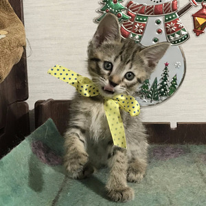 Key (Кэй), кошки и котята Pixiebob (пиксибоб)