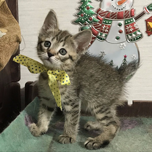Key (Кэй), кошки и котята Pixiebob (пиксибоб)