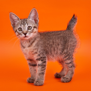 Key (Кэй), кошки и котята Pixiebob (пиксибоб)