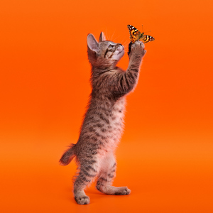 Key (Кэй), кошки и котята Pixiebob (пиксибоб)