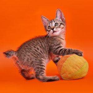 Key (Кэй), кошки и котята Pixiebob (пиксибоб)