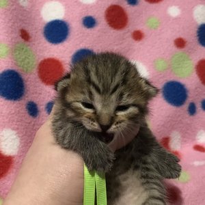 Kitniss (Китнис), кошки и котята Pixiebob (пиксибоб)