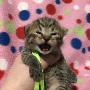 Kitniss (Китнис), кошки и котята Pixiebob (пиксибоб)