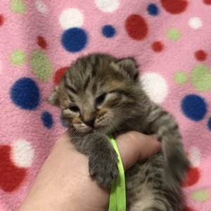 Kitniss (Китнис), кошки и котята Pixiebob (пиксибоб)
