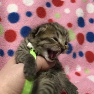 Kitniss (Китнис), кошки и котята Pixiebob (пиксибоб)
