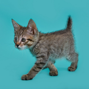 Kitniss (Китнис), кошки и котята Pixiebob (пиксибоб)