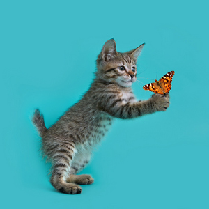 Kitniss (Китнис), кошки и котята Pixiebob (пиксибоб)
