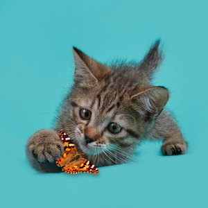 Kitniss (Китнис), кошки и котята Pixiebob (пиксибоб)