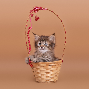 , кошки и котята Pixiebob (пиксибоб)