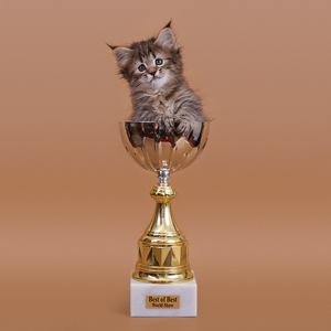 , кошки и котята Pixiebob (пиксибоб)