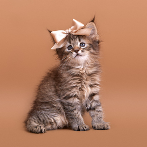 , кошки и котята Pixiebob (пиксибоб)